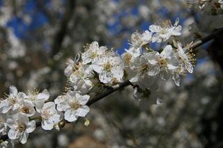 sakura 05.jpg